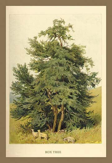 « box tree » par w.h.j. boot, impression, H 42 po x l 28 po x P 1,5 po
