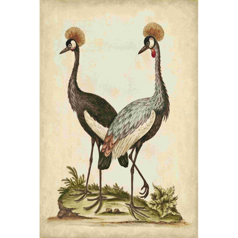 Antique Bird Menagerie VII, H 12 po x l 8 po