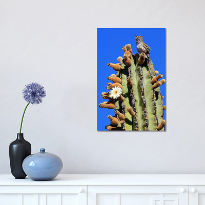 Cactus Wren Singing Atop Cardon Cactus, El Vizcaino Biosphere Reserve, Mexico by Cyril Ruoso - Wrapped Canvas Print