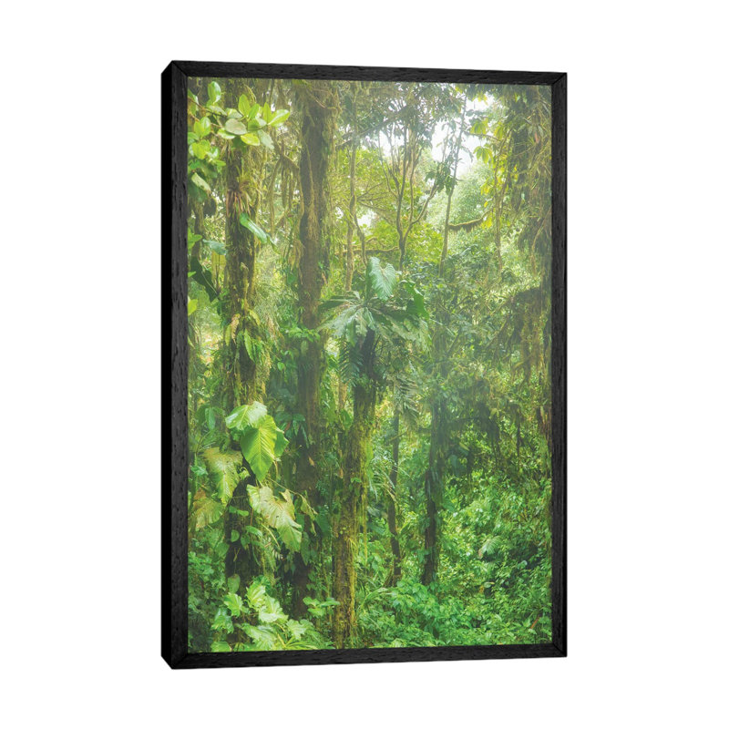Jungle Mist by Mark Paulda - Print on Canvas, Black Floater Framed, 66.04cm H x 45.72cm W x 3.81cm D