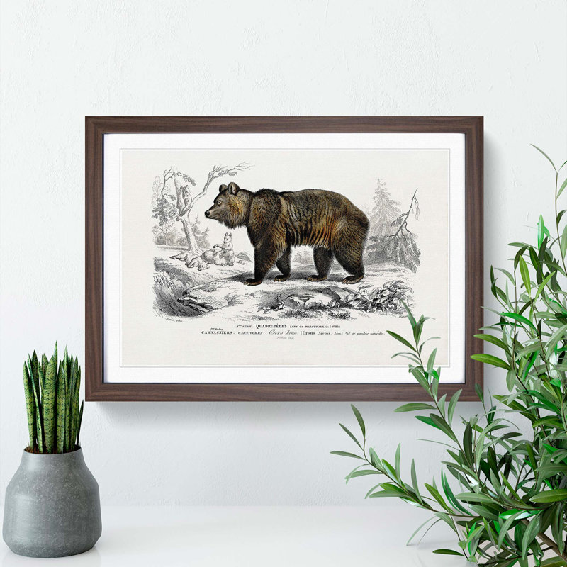 Brown Bear by Charles d'Orbigny - Picture Frame Painting Print, 27cm H x 36cm W x 2cm D, Walnut Framed
