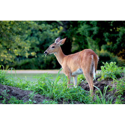White-Tailed Doe - Wrapped Canvas Print