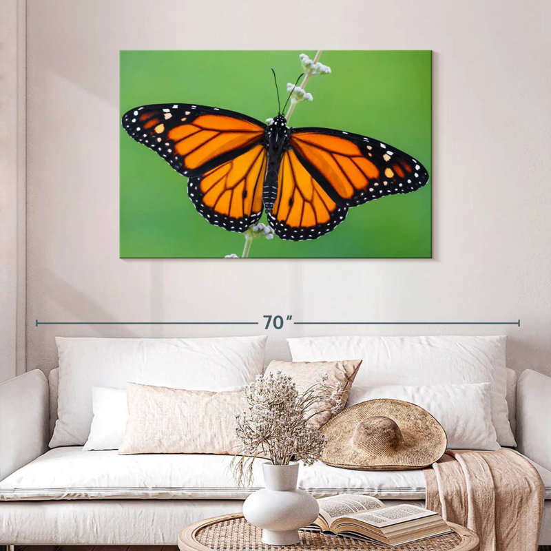 Joli papillon monarque