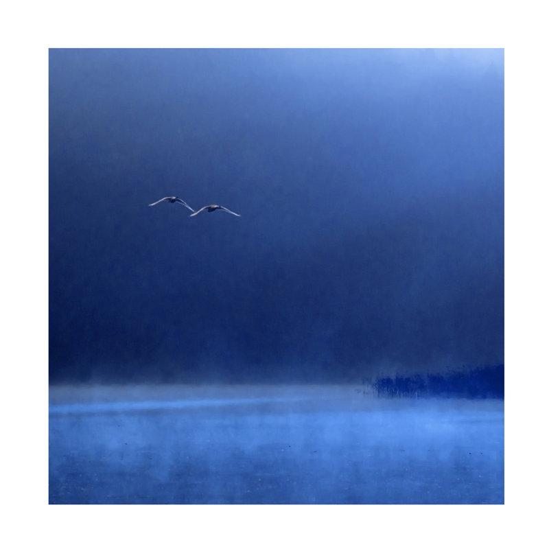 Art sur toile, Marcin Michalowski Swans, H 14 po x l 14 po