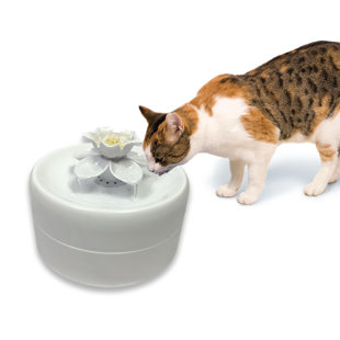 Pet Fountain
