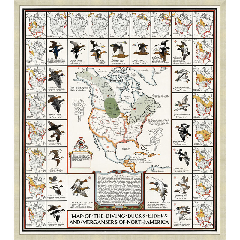 Map of Diving Ducks Framed Graphic Art