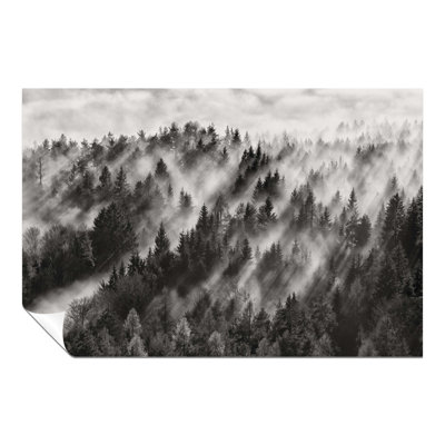 Light Rays In Coniferous Forest - No Frame Print on Glass