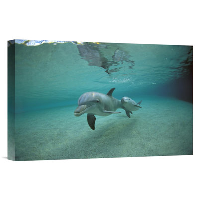 " Bottlenose Dolphin Underwater Mother And Young, Hawaii "