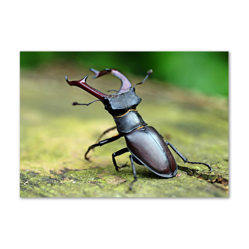 Beetle - Wrapped Canvas Print