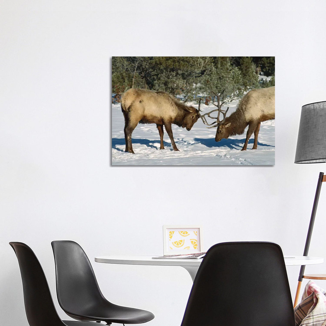 Elk Bulls Fighting, Yellowstone National Park, Wyoming by Konrad Wothe - Wrapped Canvas Print