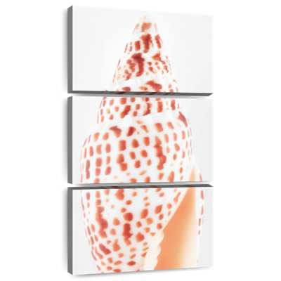 Miter Shell I