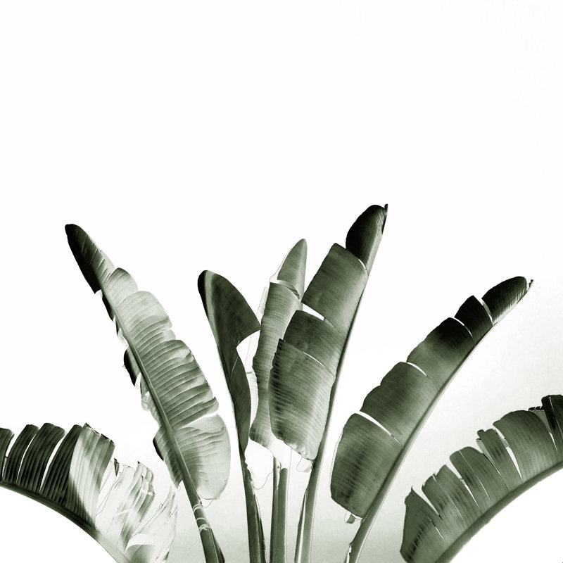 " Traveller Palm " by Gale Switzer, 12" H x 12" W, No, Wrapped Canvas