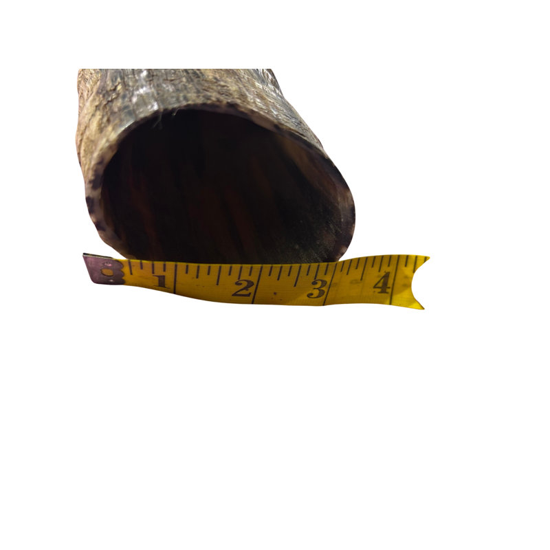 Real Sable Horn Shofar