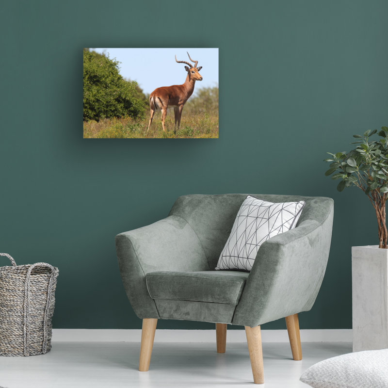 Bolog Bob Langrish Impala Canvas Art, 30" H x 47" W