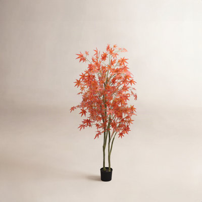 Maple Tree in Pot