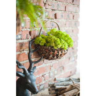13'' Faux Cauliflower Succulent