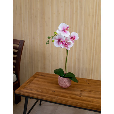 Orchid Arrangement in Pot