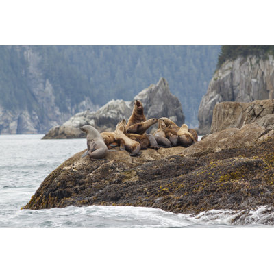 Stellar Sea Lions by Mtnmichelle - Wrapped Canvas Print