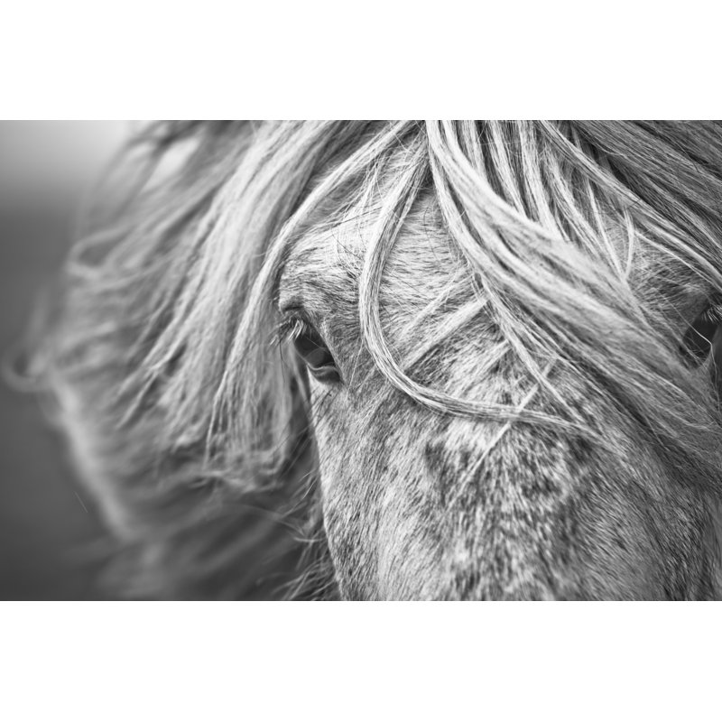 Island Horse - Wrapped Canvas Print, 30cm H x 46cm W x 3.8cm D