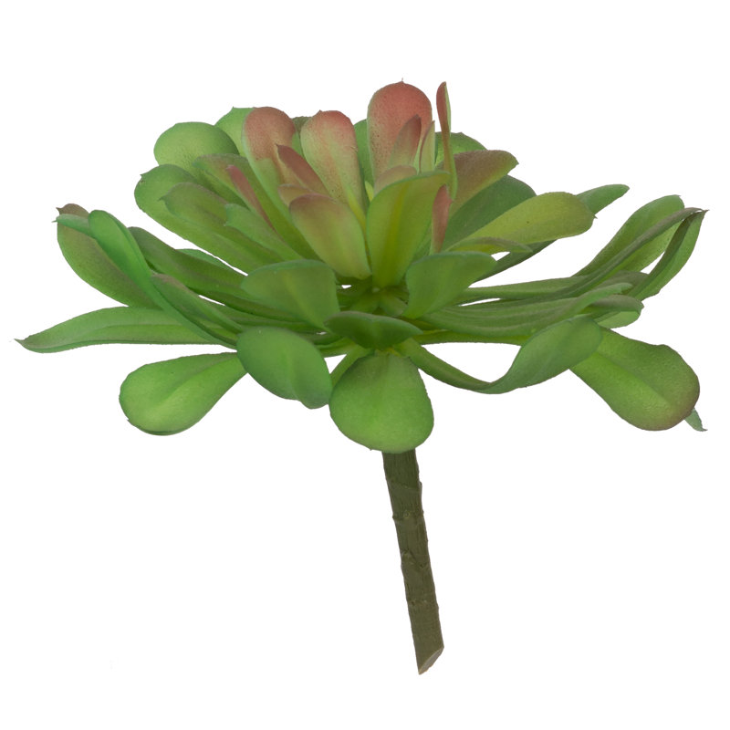 Tige en faux dudleya, Vert