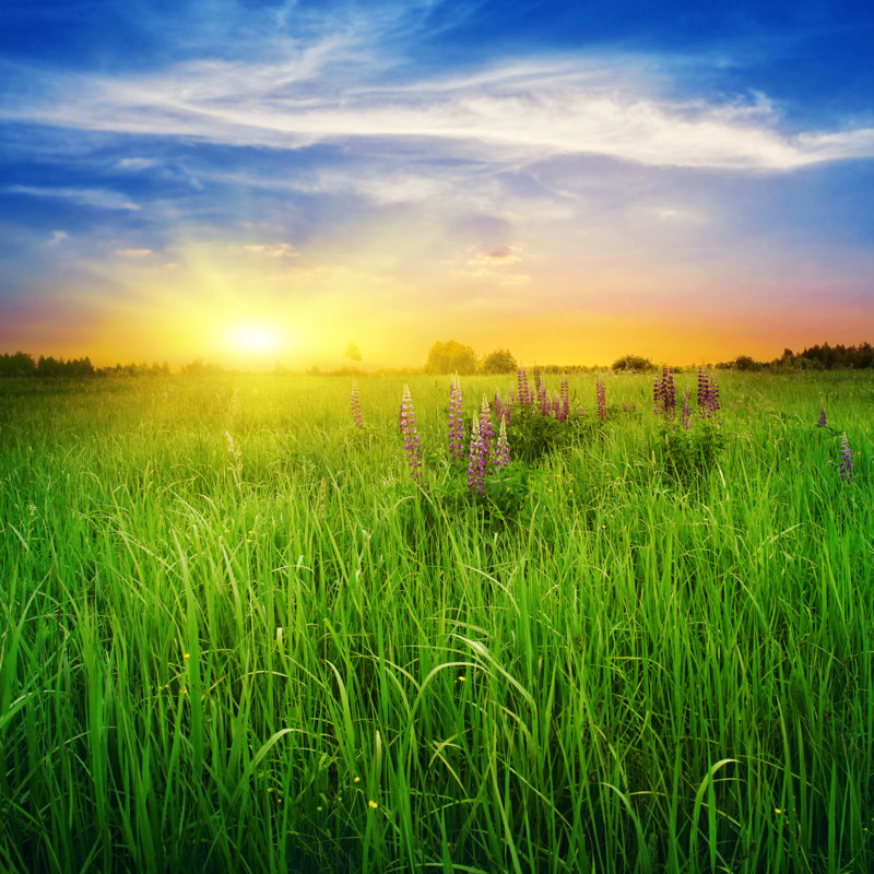 Summer Field At Sundown. by Elenavolkova - Wrapped Canvas Print, 60.96cm H x 81.28cm W