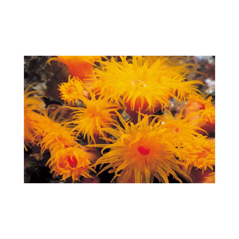 Orange Cup Coral - Wrapped Canvas Print, 20.32 cm H x 30.48 cm W
