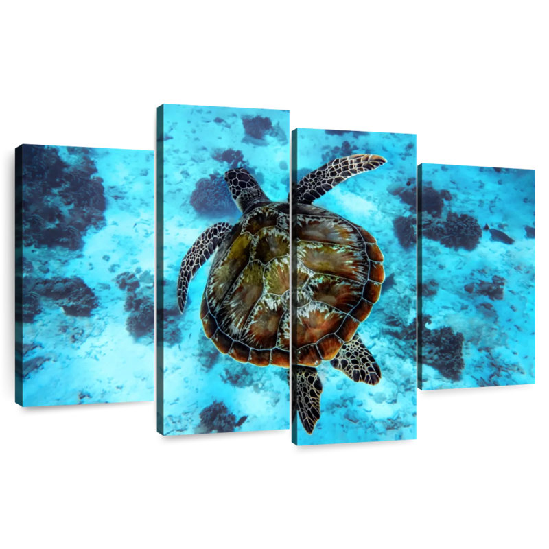 Turtle Habitat