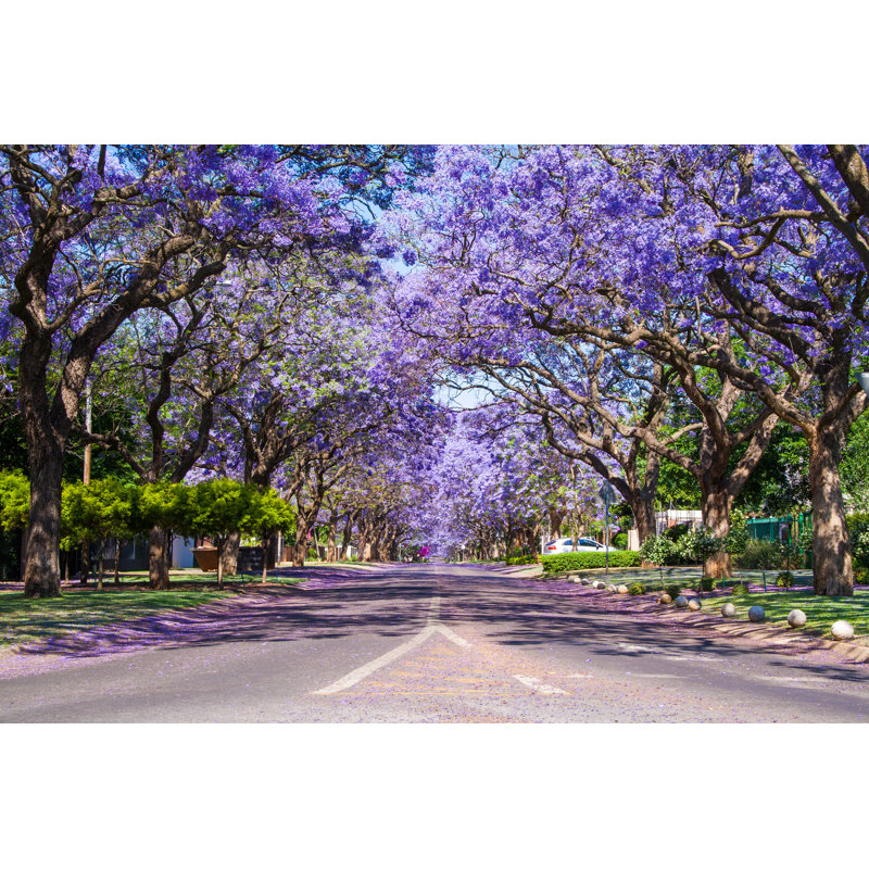 Jacaranda Trees - Wrapped Canvas Print, 20cm H x 30cm W x 3.8cm D