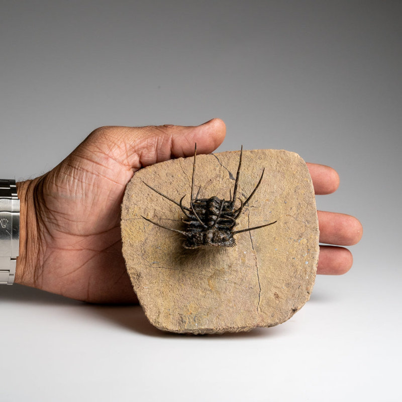 Spiny Ceratarges Trilobite Fossil On Matrix From Morocco (299.6 Grams)