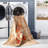 Mags Machine Washable Oriental Burnt Orange/Orange Area Rug-1572425413