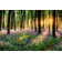 Millwood Pines Path Through Bluebell Woods On Canvas by Simotion Print ...