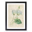 Egyptian Lotus Flowers by Pierre-Joseph Redoute - Picture Frame Painting Print-55539466-55539468