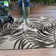 Leslee Floral Black/White Indoor & Outdoor Area Rug