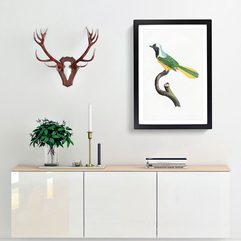 Peruvian Jay Bird by Jacques Barraband - Picture Frame Painting Print, 36cm H x 27cm W x 2cm D, Black Framed
