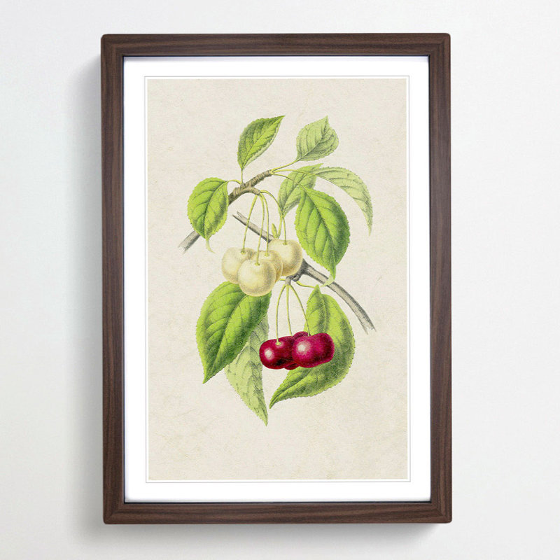 Illustration of Cherries - Framed Print, 48cm H x 36cm W x 2cm D, Walnut Framed