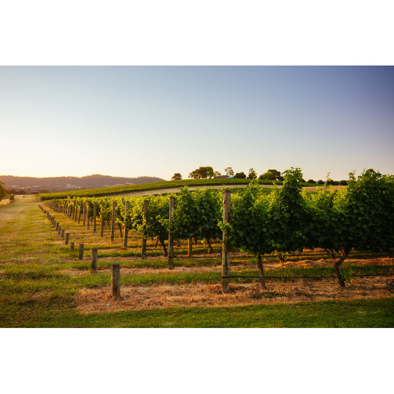 Yarra Valley VIneyard par Filedimage - Photographie de toile tendue, H 32 po x l 48 po