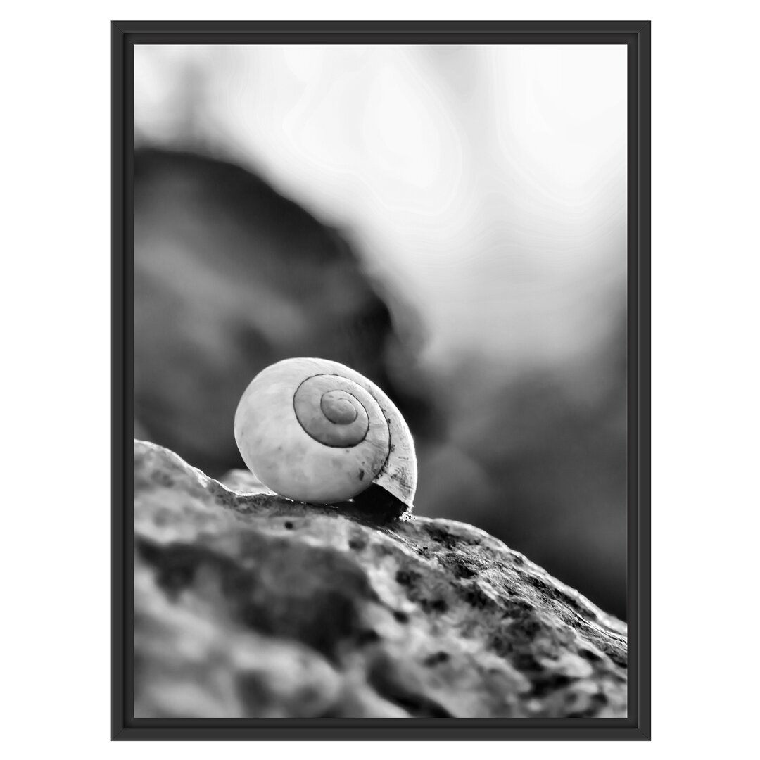 Gerahmtes Wandbild kleine Schnecke auf Stein