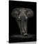 Ngorongoro Bull by Mario Moreno - Print on Canvas-505501409-406202249