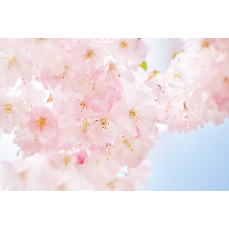 Cherry Blossom - Wrapped Canvas Print, 51cm H x 76cm W x 3.8cm D