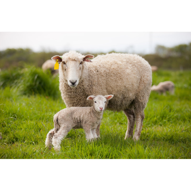 «Ewe and Lamb» par Sarah_Albin - photographie sur toile tendue, L 12 po x H 8 po
