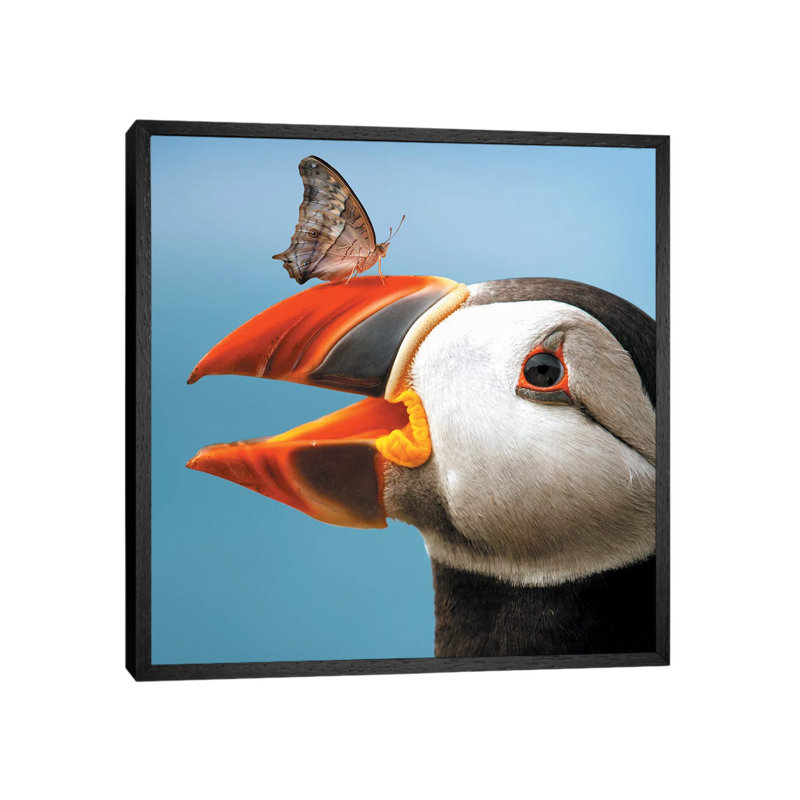 Atlantic Puffin Butterfly by Zenja Gammer - Print on Canvas, 45.72 cm H x 45.72 cm W, Black Framed