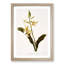 Magnolia Flowers Illustration Tab. 69 by Frederick Sander - Picture Frame Painting Print-55760367-55760368