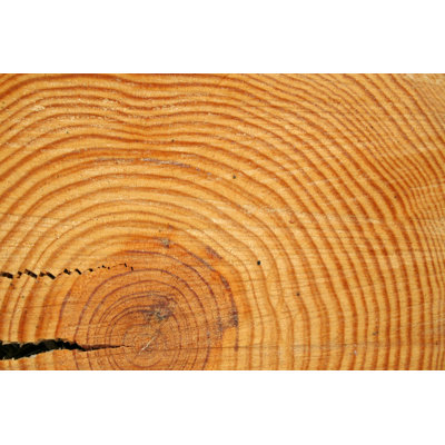 " Tree Ring Background " by Lbturek