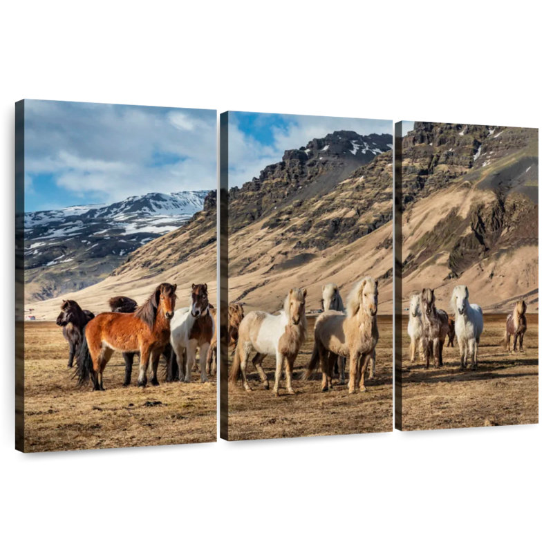 Brampt, chevaux islandais à la campagne, H 36 po x l 57 po