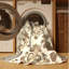 Tapis traditionnel damassé beige lavable à la machine Ottoline-2046729213