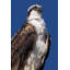 Art sur toile tendue par Talbot Frank, Christopher, États-Unis, Californie, La Jolla Rare Osprey-2130083057