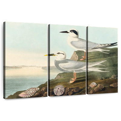 Brampt Havell's Tern And Trudeau's Tern