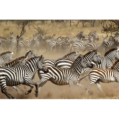 Herd Of Zebras Gallopping Through The African Steppe by MattiaATH - Wrapped Canvas Print