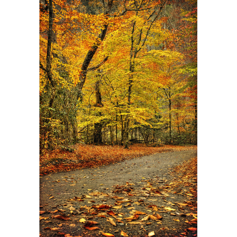 Path Through Autumn by Danny Head - Wrapped Canvas Print, 46cm H x 30cm W x 3.8cm D