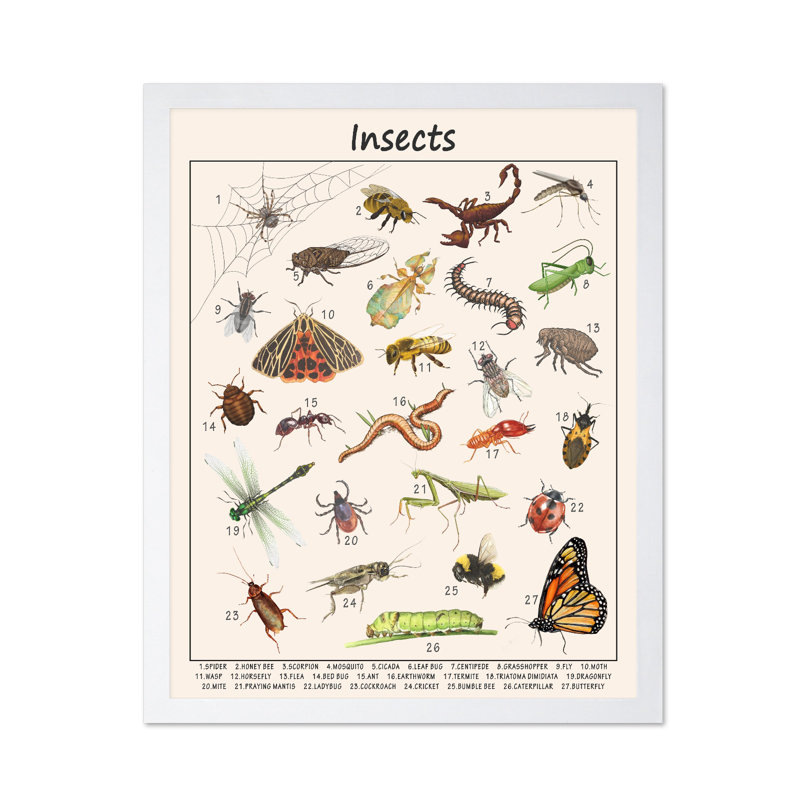 Insectes, 18"H x 24"W, Poster, White Framed